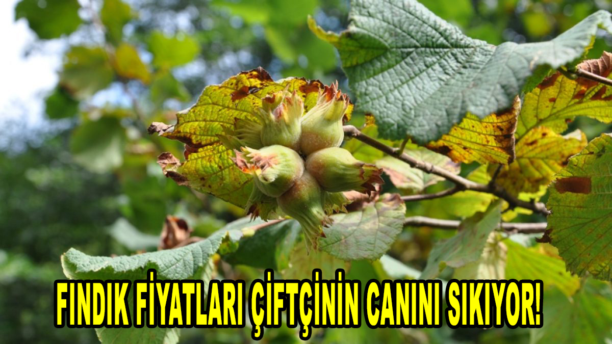 Fındık Fiyatları Çiftçinin canını sıkıyor!