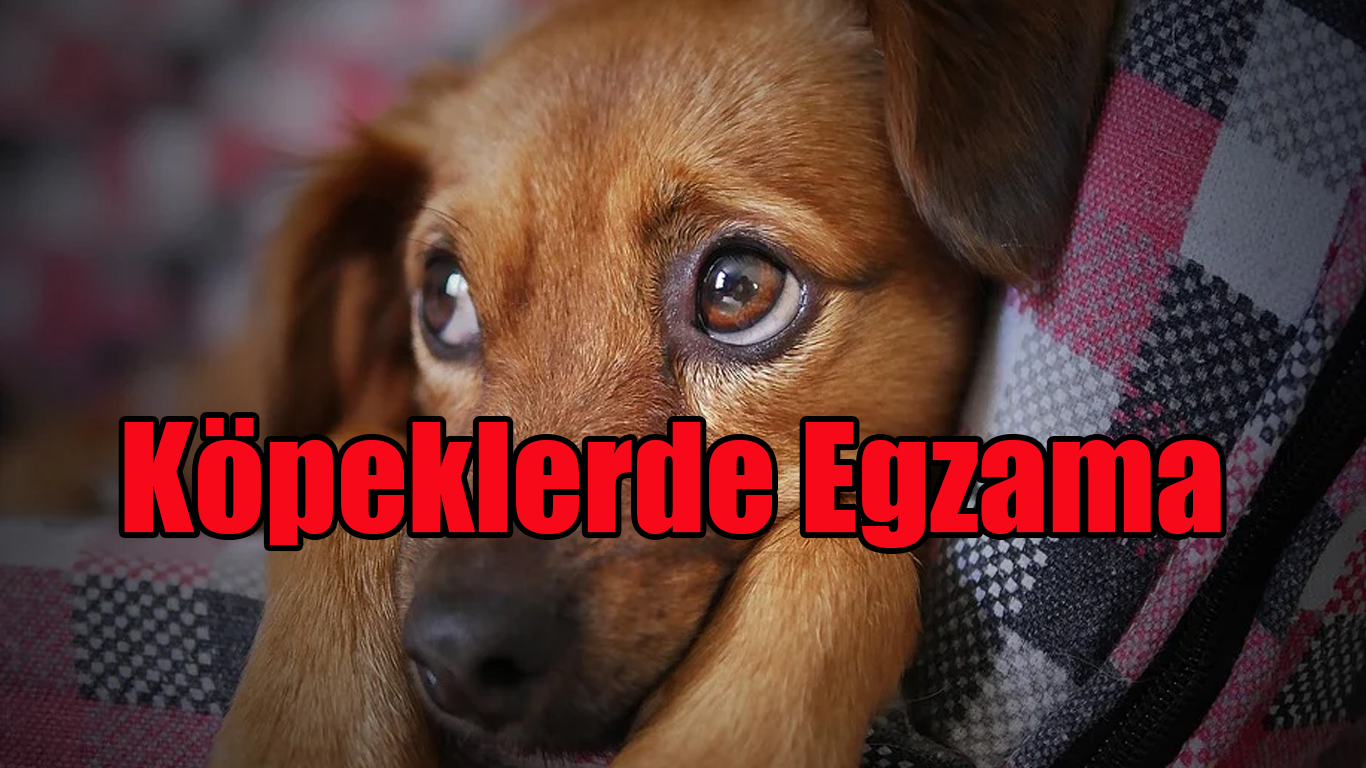 Köpeklerde Egzama
