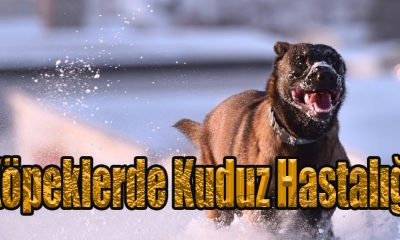 Köpeklerde Kuduz Hastalığı