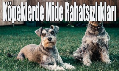 Köpeklerde Mide Rahatsızlıkları