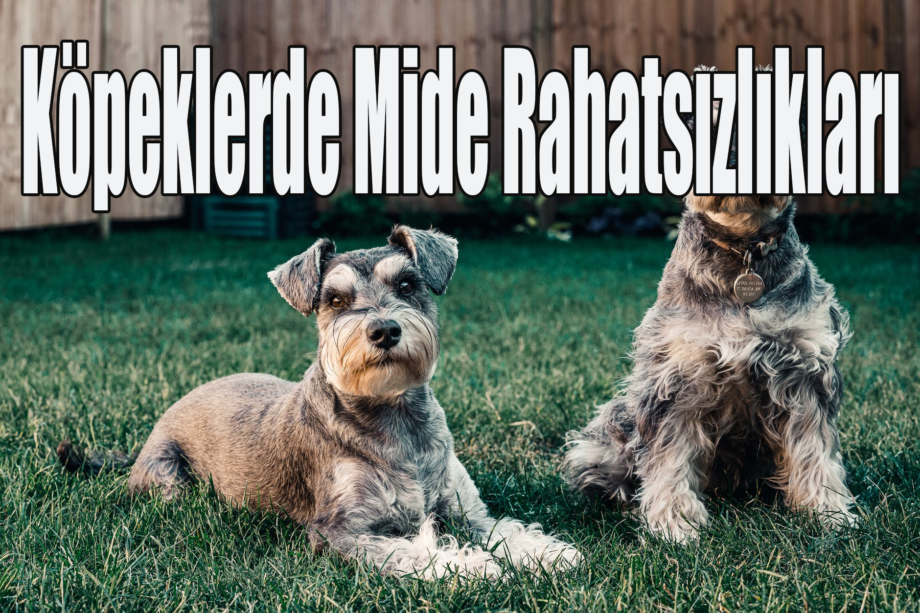 Köpeklerde Mide Rahatsızlıkları