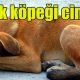 Sokak köpeği cinsleri